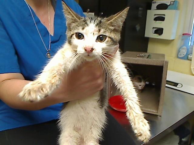 GINA, Adoptable, Kitten Female Domestic Short Hair.