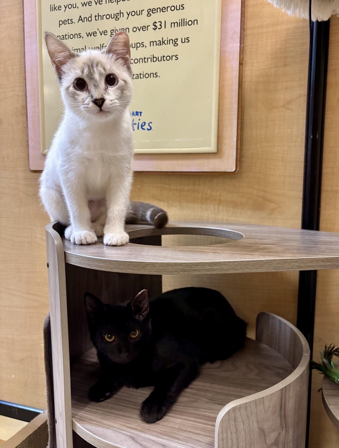 Enlarge Guppy (sister to Tetra), a Adoptable Domestic Short Hair in Sunset Valley, TX image 1/6