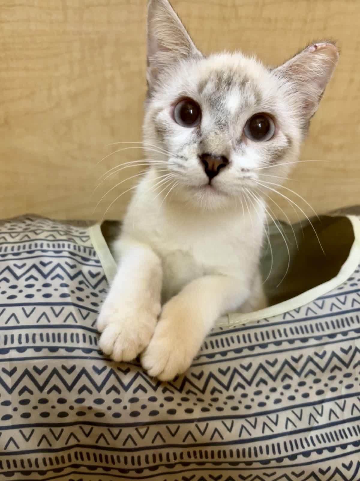 Enlarge Guppy (sister to Tetra), a Adoptable Domestic Short Hair in Sunset Valley, TX image 2/6