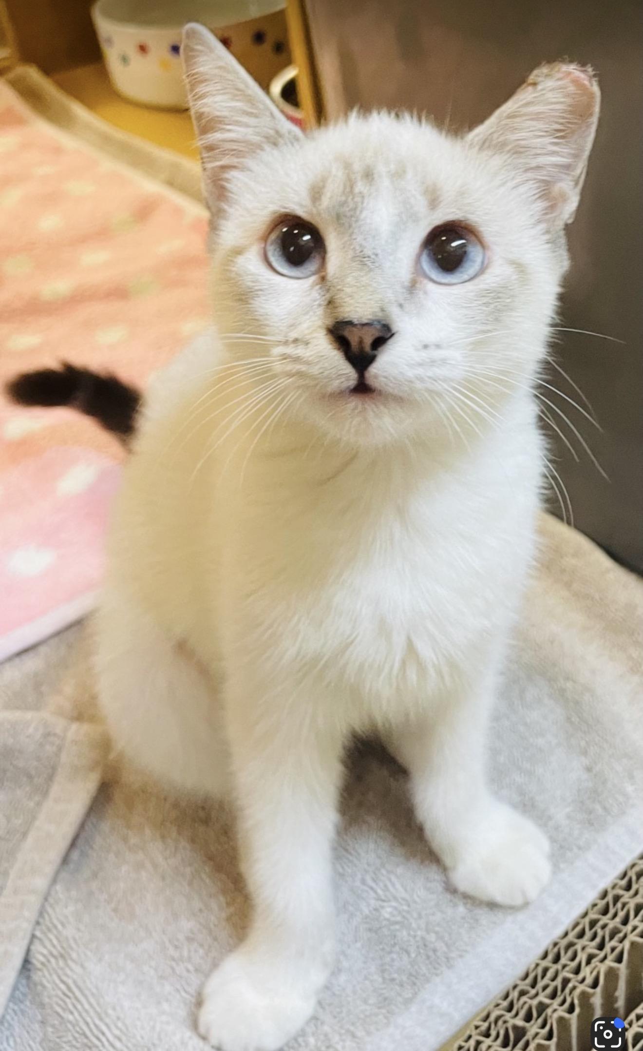 Enlarge Guppy (sister to Tetra), a Adoptable Domestic Short Hair in Sunset Valley, TX image 5/6