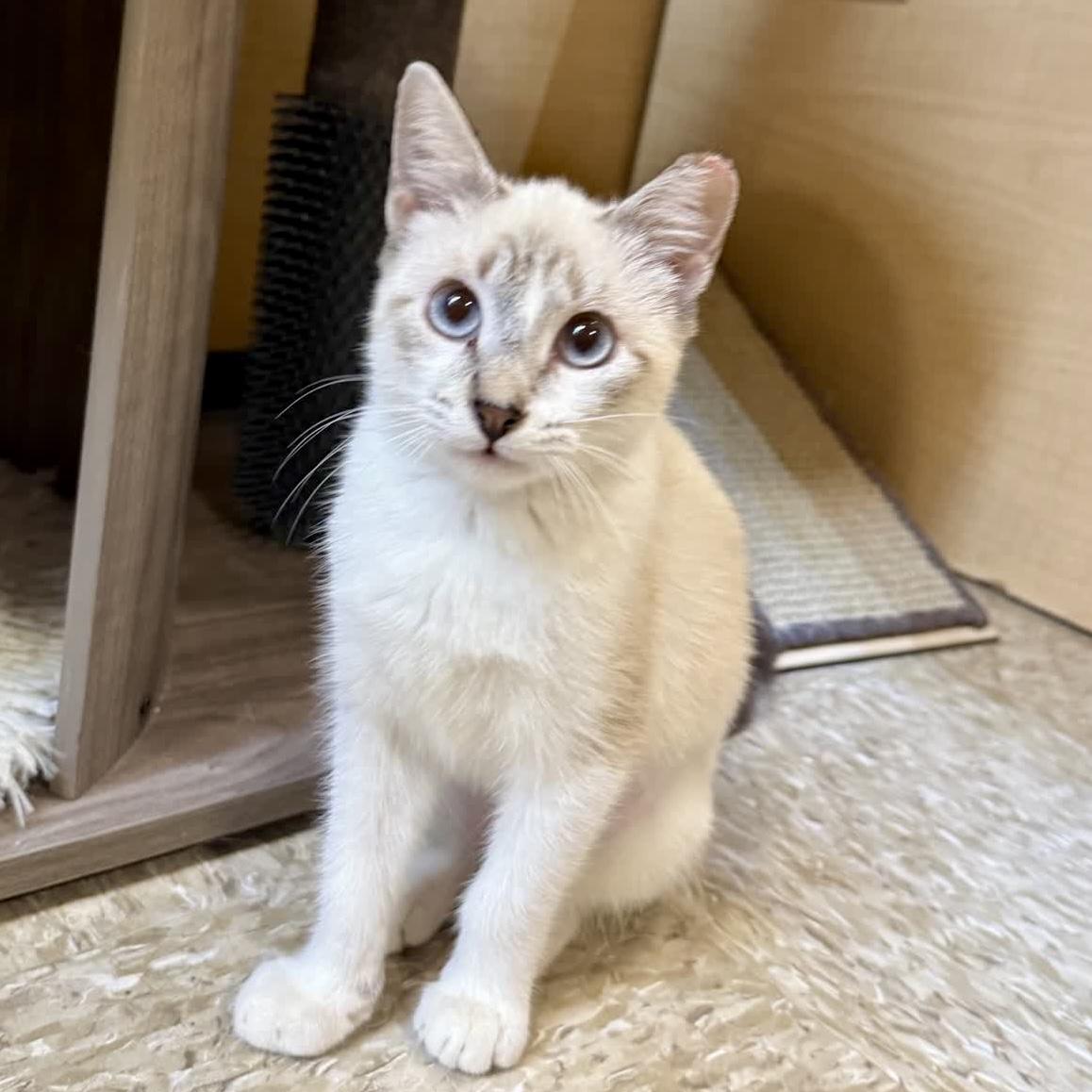 Enlarge Guppy (sister to Tetra), a Adoptable Domestic Short Hair in Sunset Valley, TX image 4/6