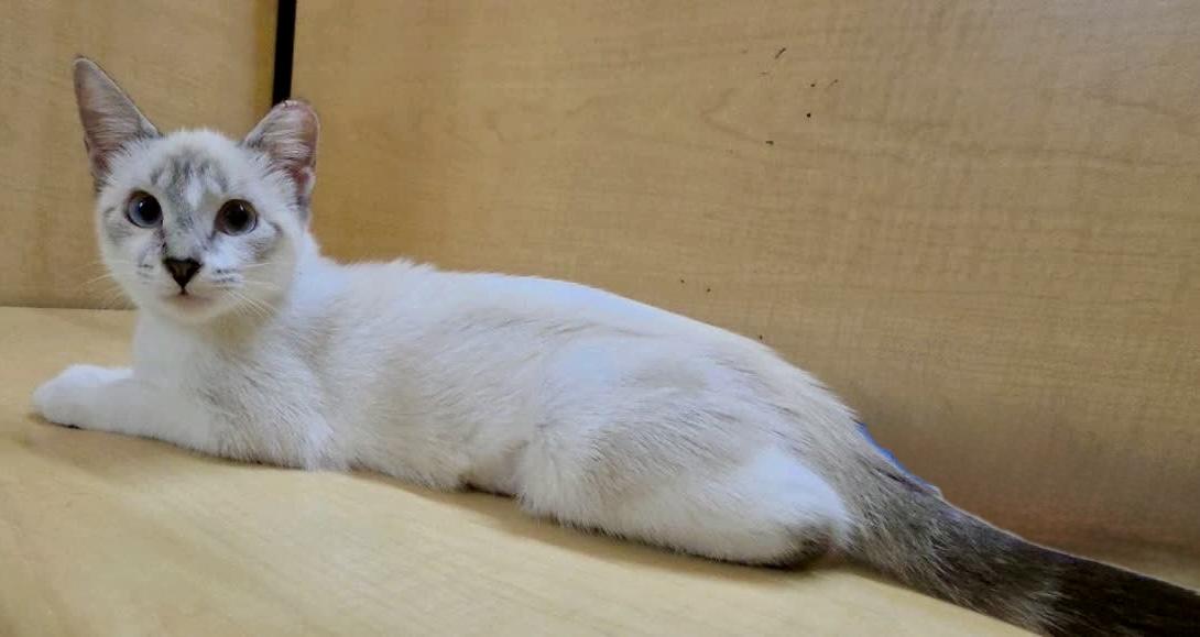 Enlarge Guppy (sister to Tetra), a Adoptable Domestic Short Hair in Sunset Valley, TX image 3/6