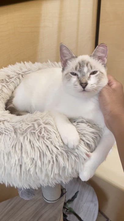 Enlarge Guppy (sister to Tetra), a Adoptable Domestic Short Hair in Sunset Valley, TX video 6/6