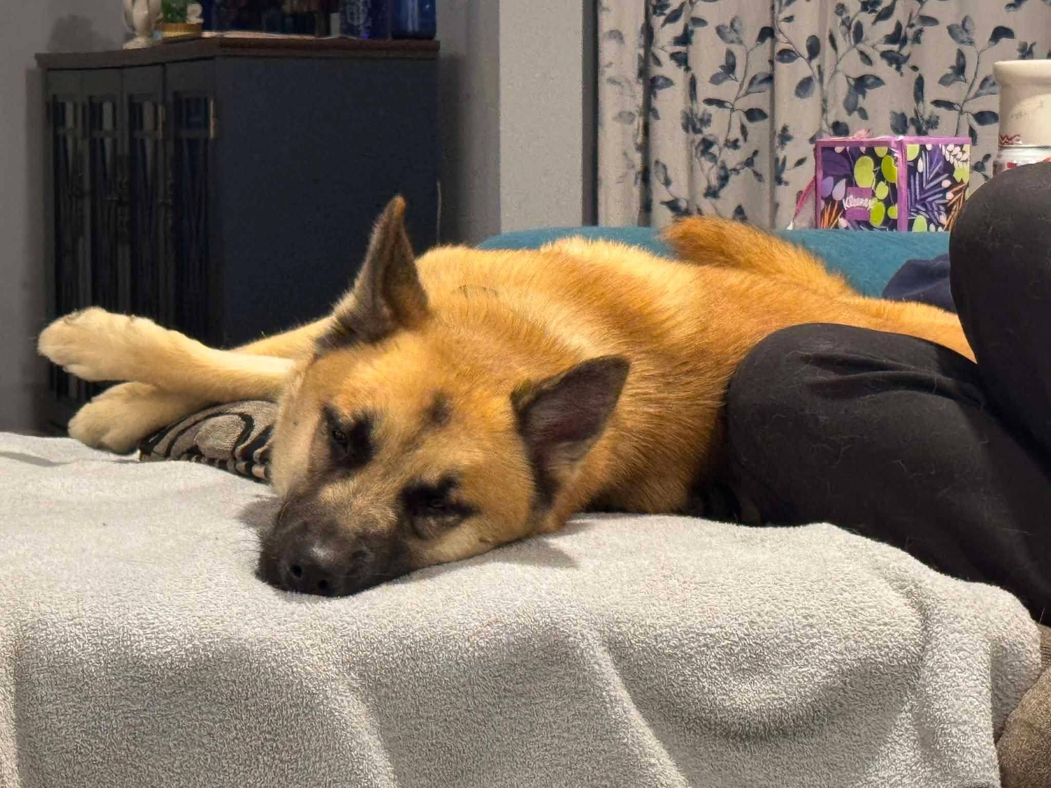 Enlarge Zane , a Adoptable mixed breed in Saugerties, NY image 3/3
