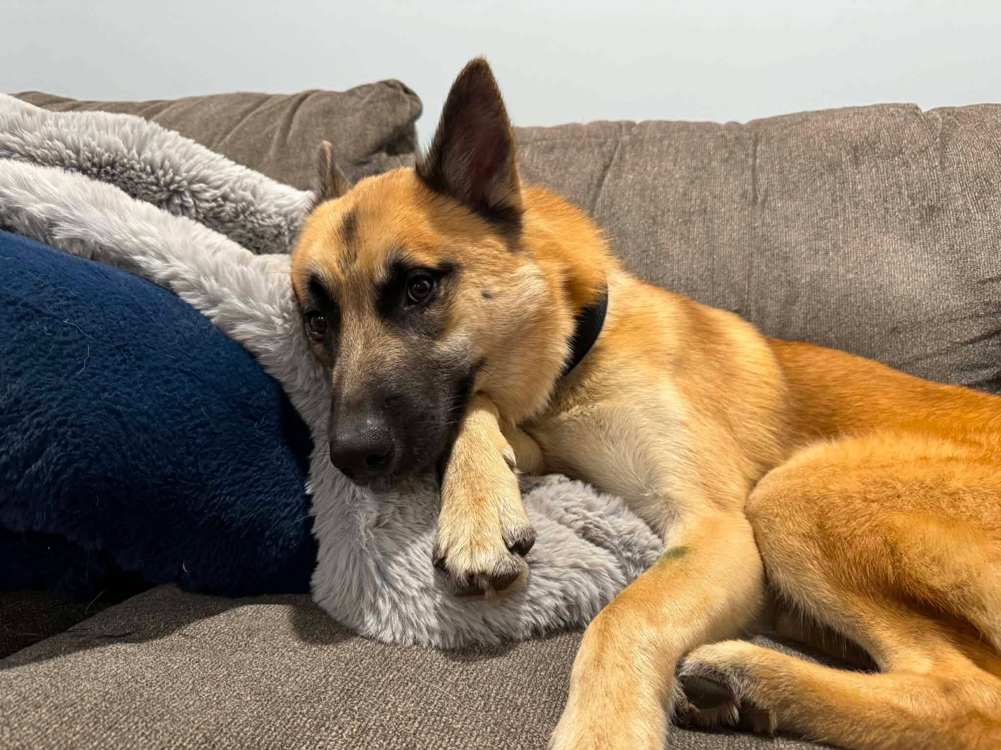 Enlarge Zane , a Adoptable mixed breed in Saugerties, NY image 2/3