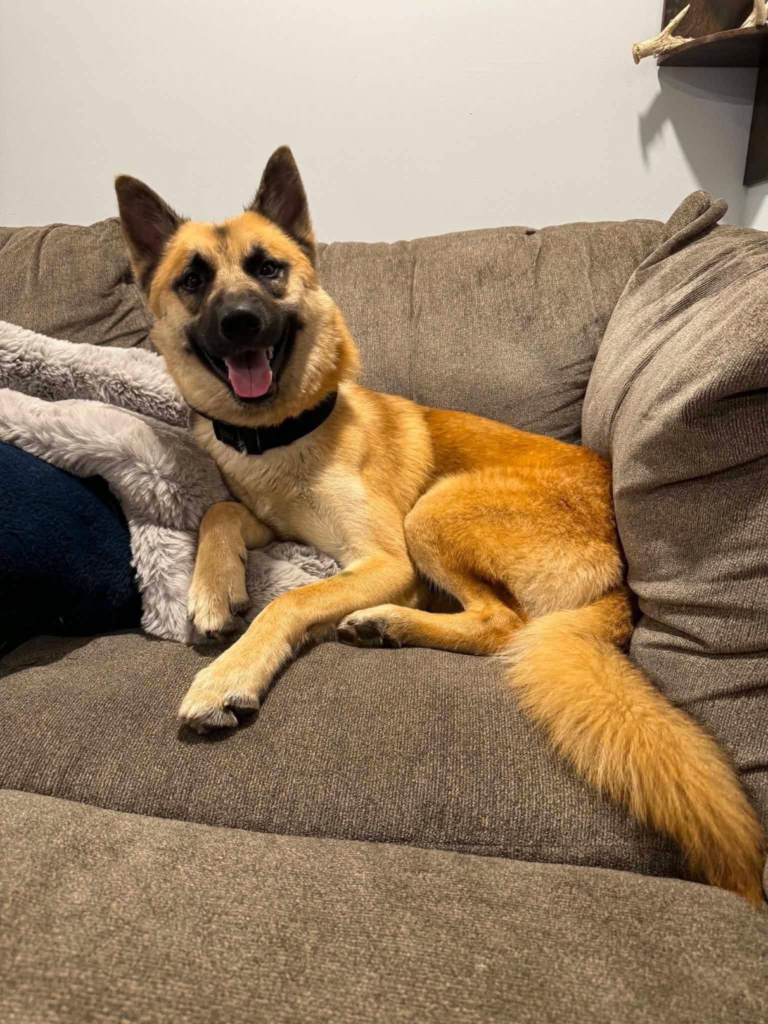 Zane , Adoptable, Young Male German Shepherd Dog.