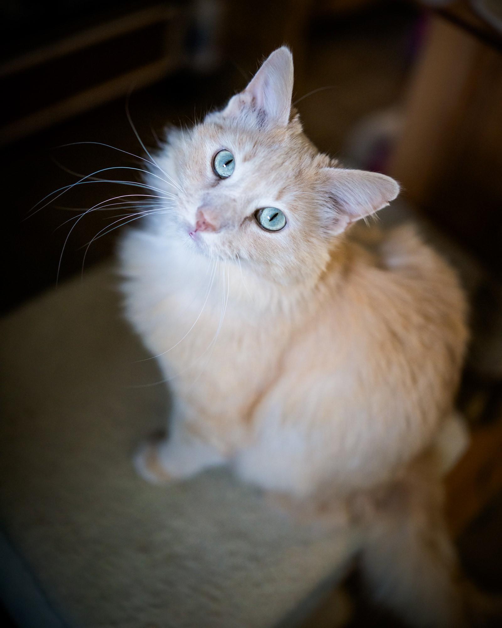 Silas, Adopted, Adult Male Domestic Long Hair.
