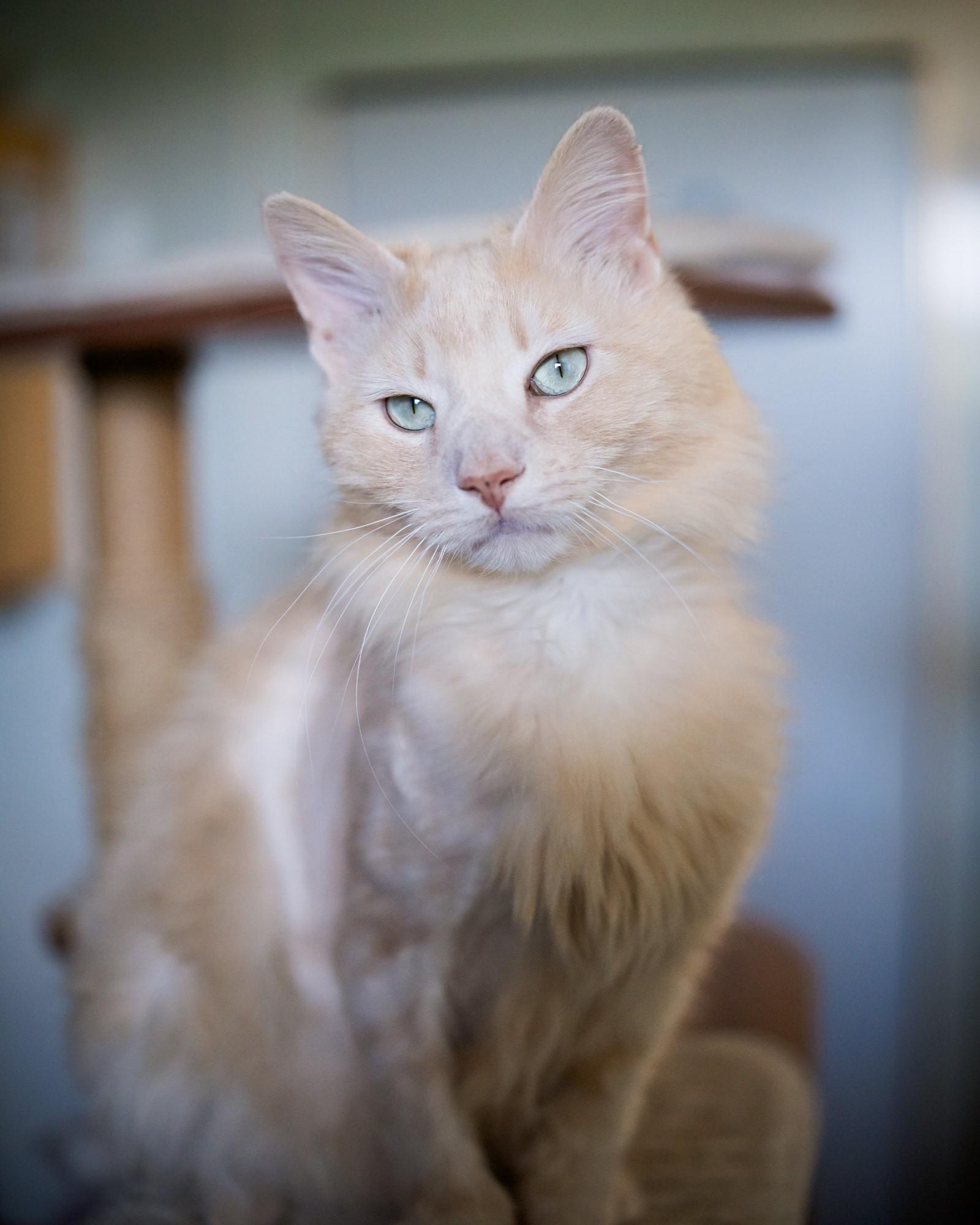 Enlarge Silas, a Adopted Domestic Long Hair in Solon, IA image 2/5
