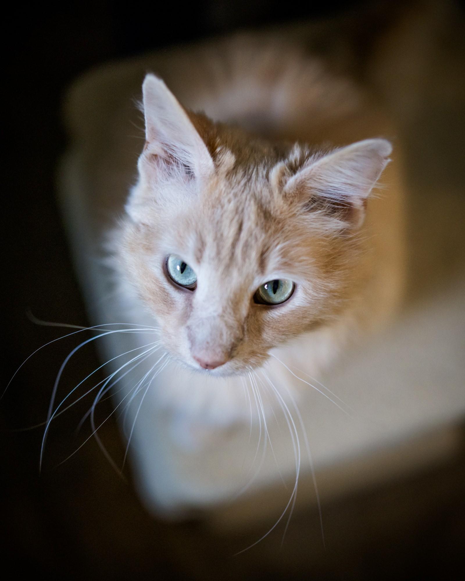 Enlarge Silas, a Adopted Domestic Long Hair in Solon, IA image 3/5