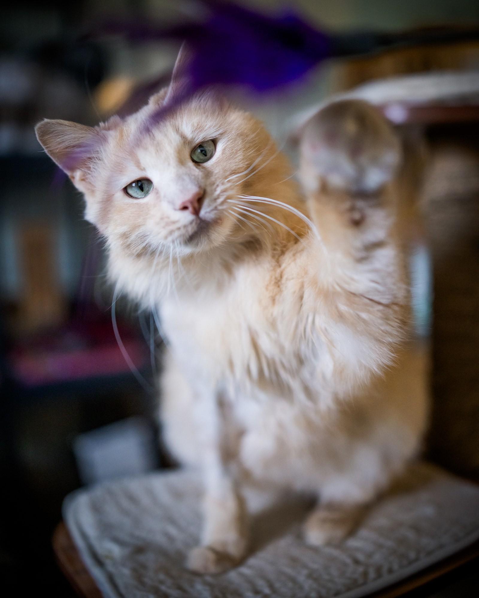 Enlarge Silas, a Adopted Domestic Long Hair in Solon, IA image 4/5