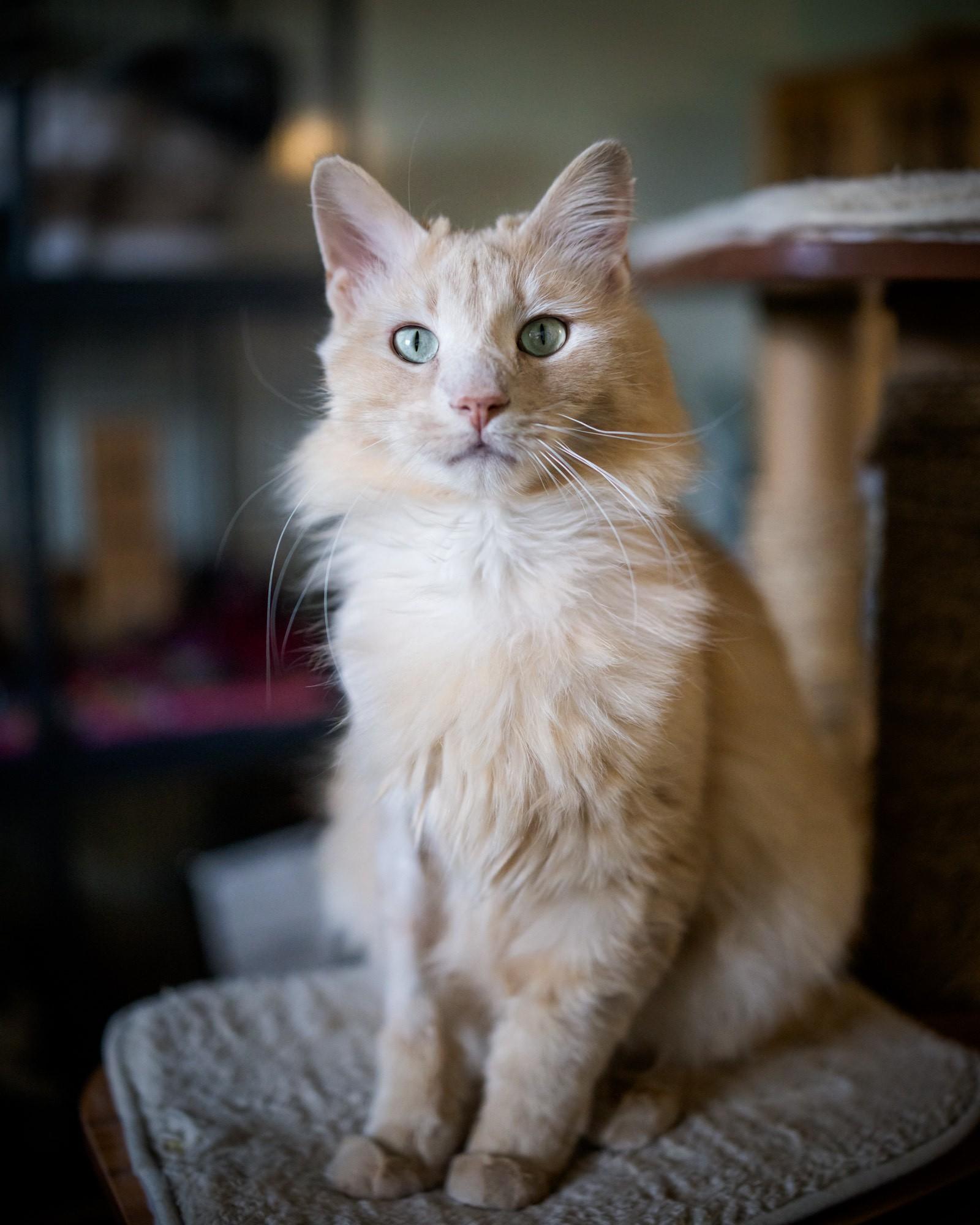 Enlarge Silas, a Adopted Domestic Long Hair in Solon, IA image 5/5