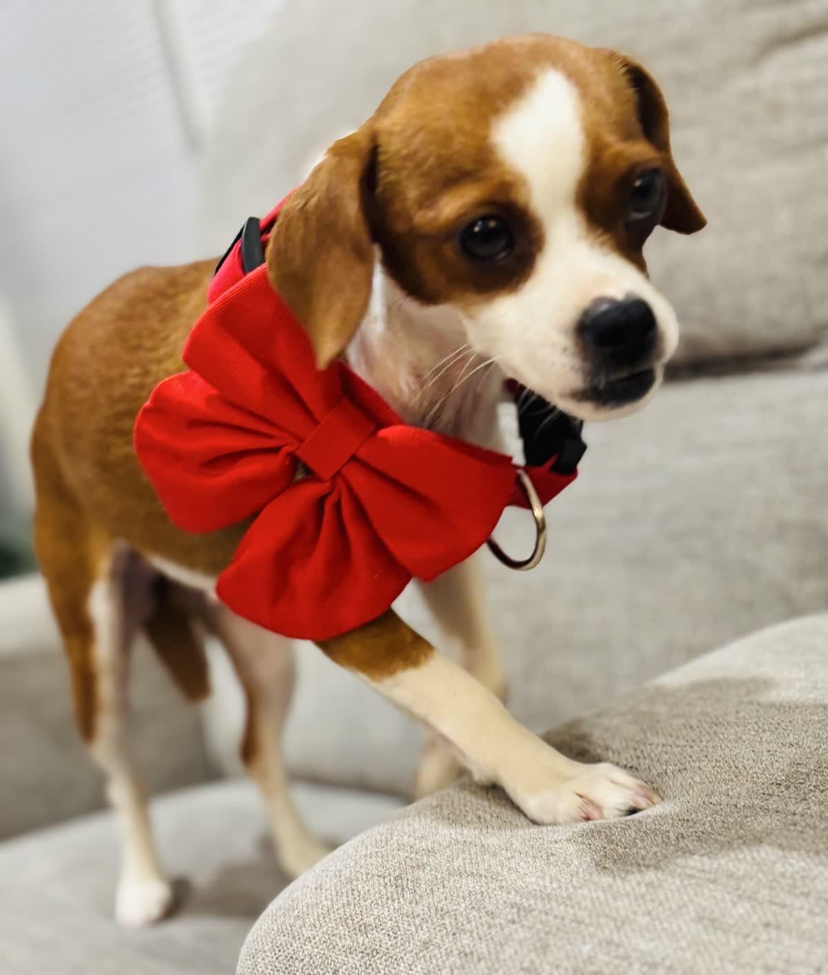 Malibu, Adoptable, Young Female Chihuahua.