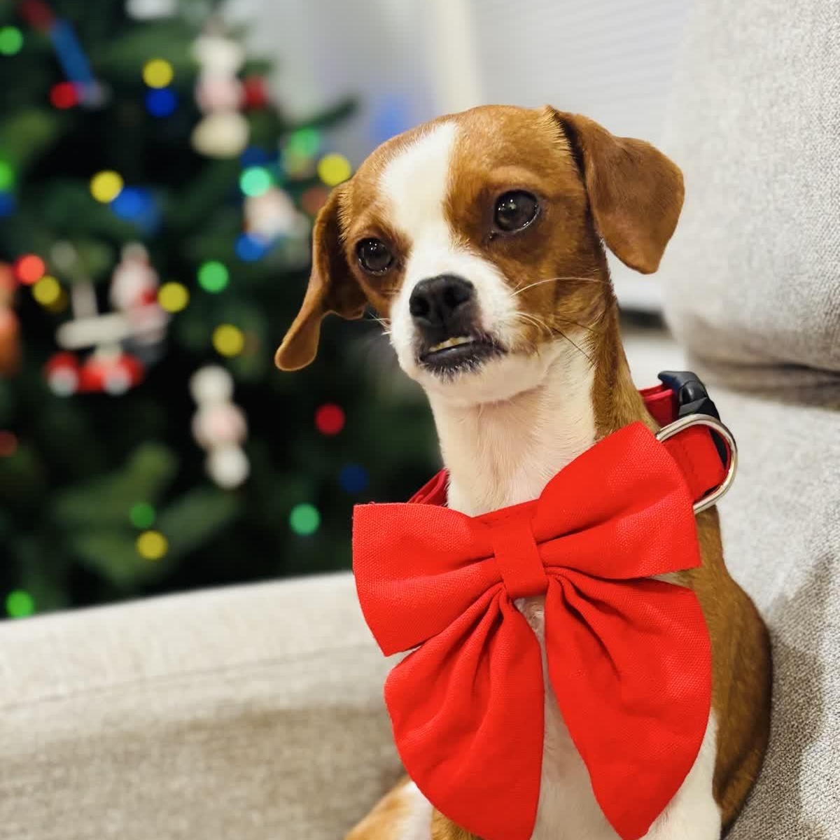 Malibu, a Adoptable mixed breed in Copiague, NY image 2/2