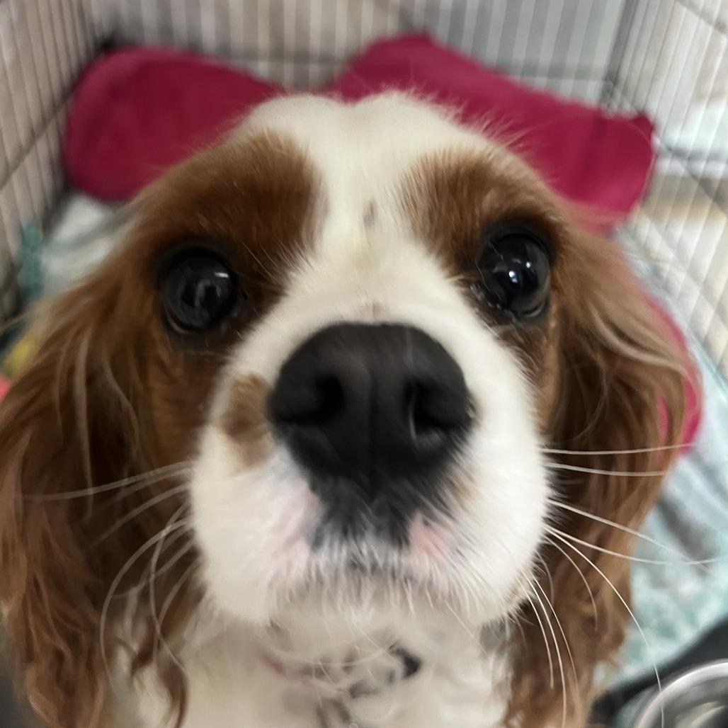 Sophie — thumbnail 2