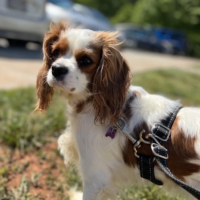 Sophie — thumbnail 3