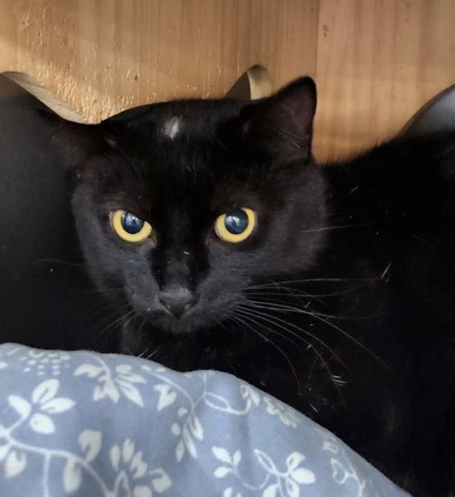 Dot - petsmart plantation, Adopted, Adult Female Bombay.