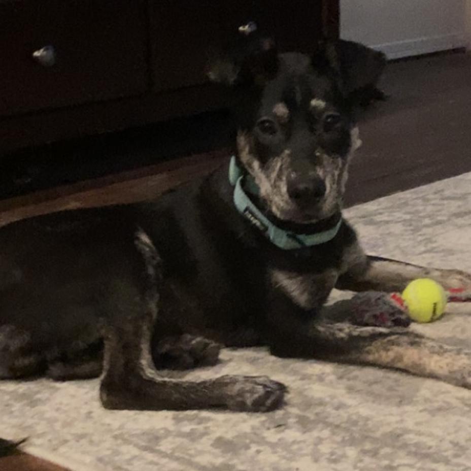 Kelce, Adoptable, Adult Female Mixed Breed.