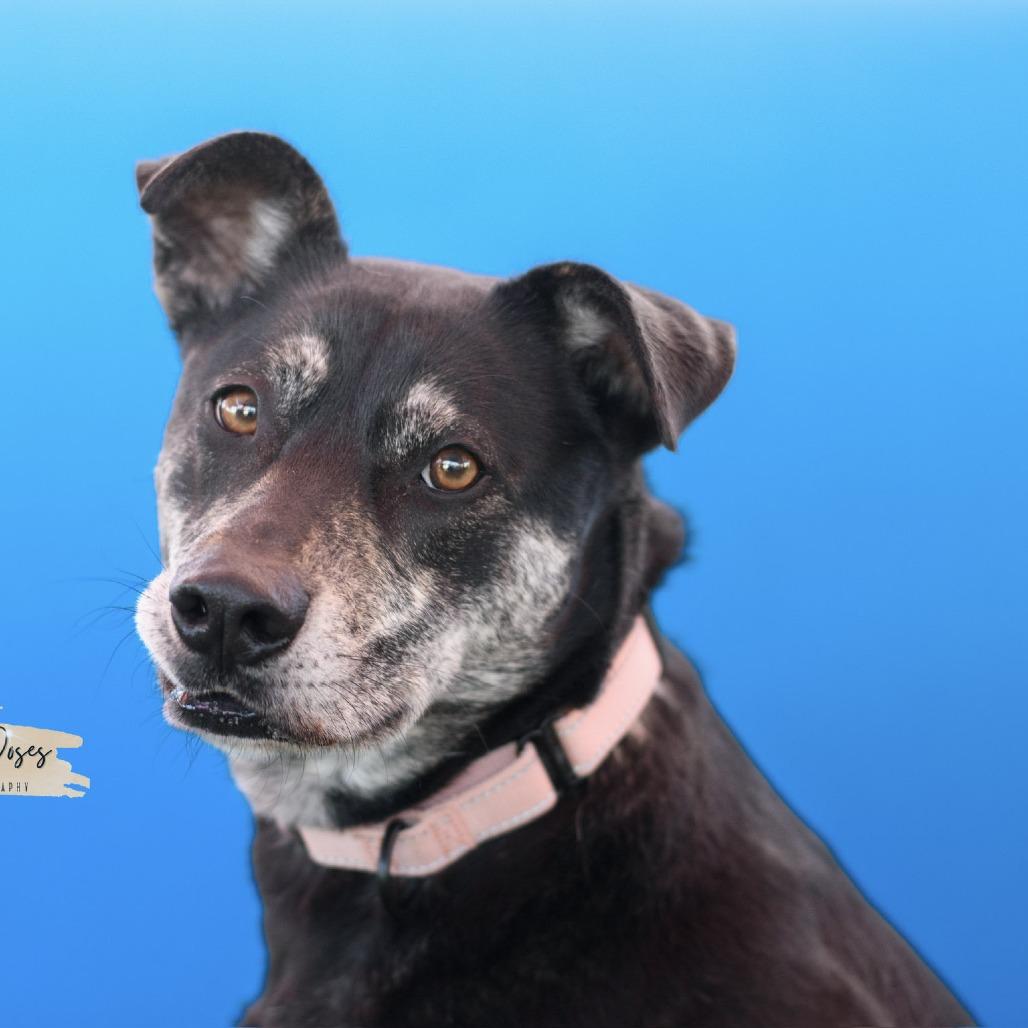 Enlarge Kelce, a Adoptable mixed breed in San Antonio, TX image 2/6