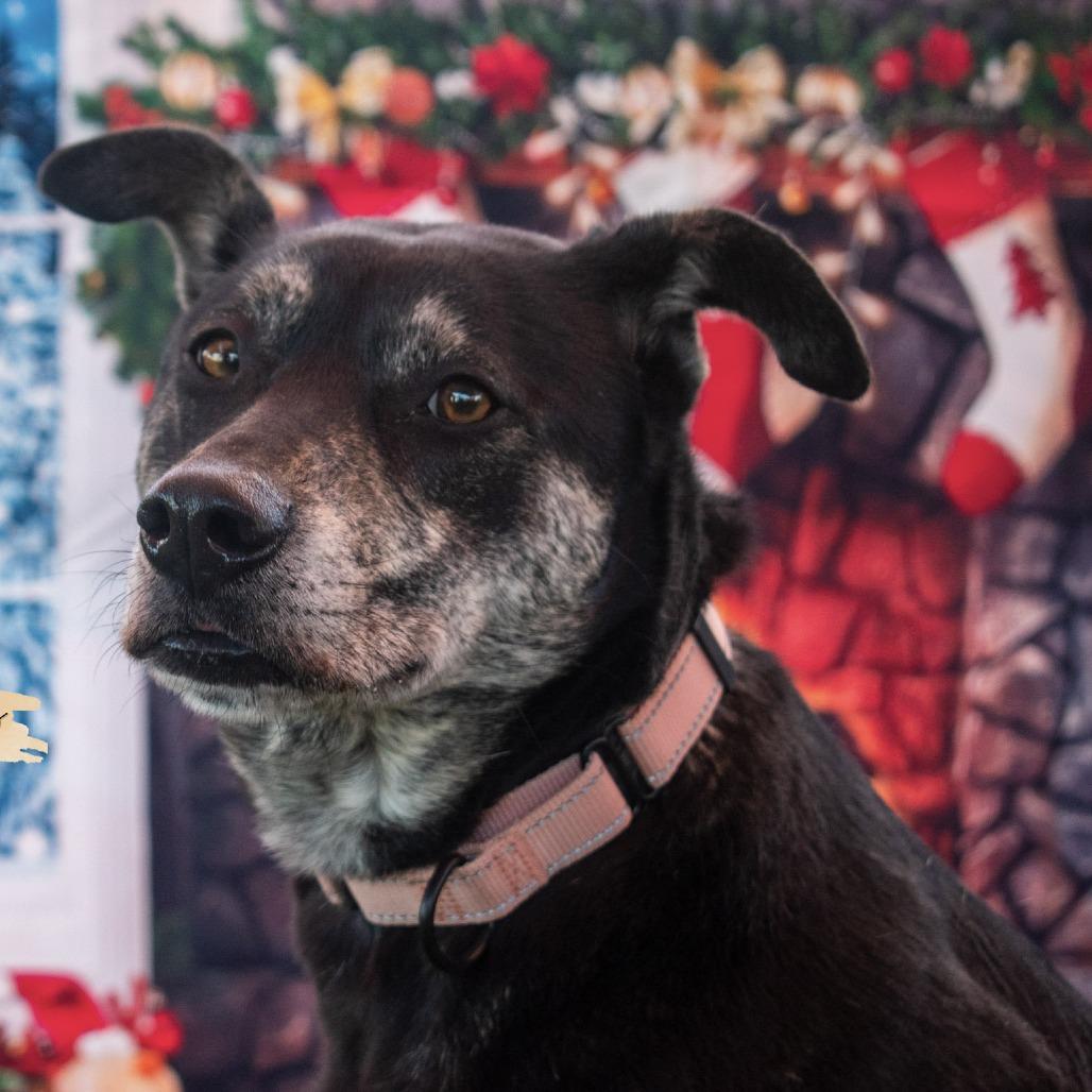 Enlarge Kelce, a Adoptable mixed breed in San Antonio, TX image 3/6