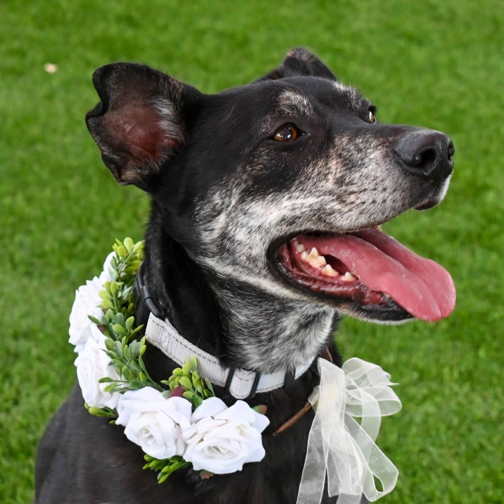 Enlarge Kelce, a Adoptable mixed breed in San Antonio, TX image 4/6