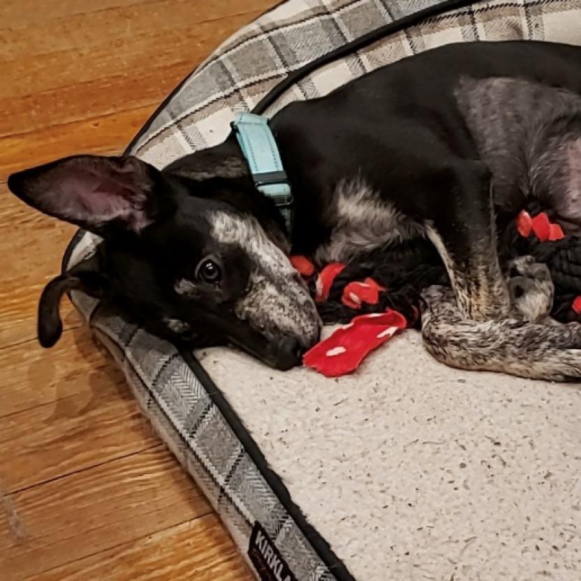 Enlarge Kelce, a Adoptable mixed breed in San Antonio, TX image 5/6