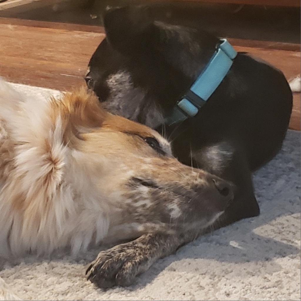 Enlarge Kelce, a Adoptable mixed breed in San Antonio, TX image 6/6