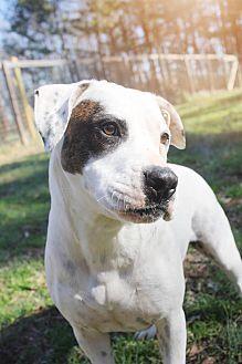 Enlarge Dottie, a Adoptable mixed breed in Charlotte, NC image 4/5