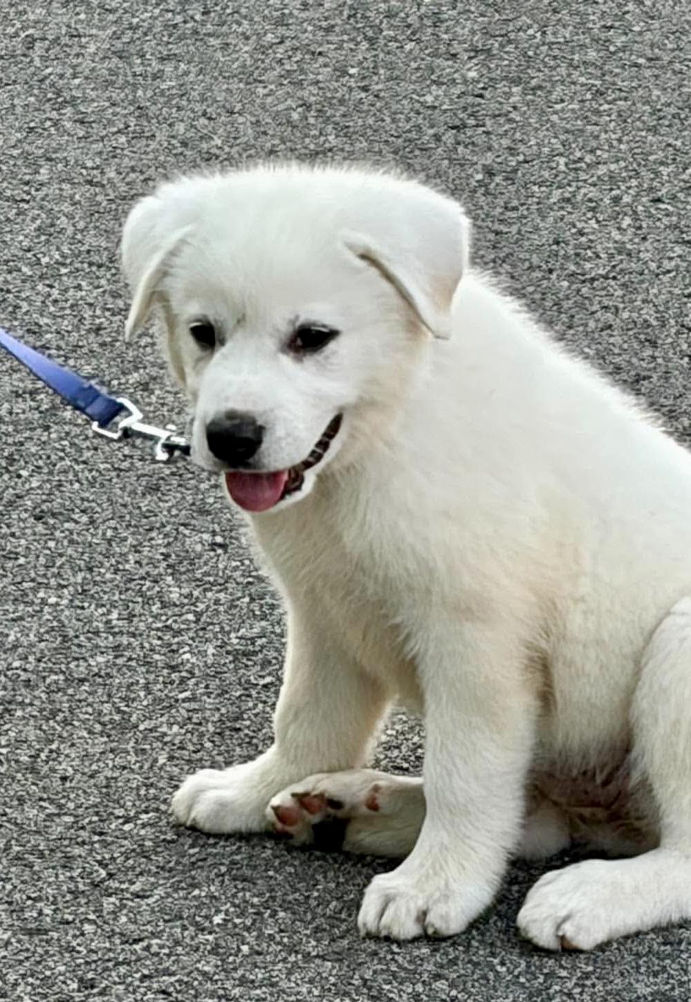 Gerda - Adoptable Pet | Petfinder