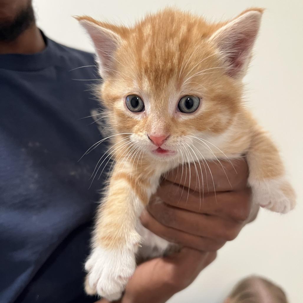 Enlarge Kandy Krush, a Adoptable Domestic Short Hair in Rochester, MN image 2/2