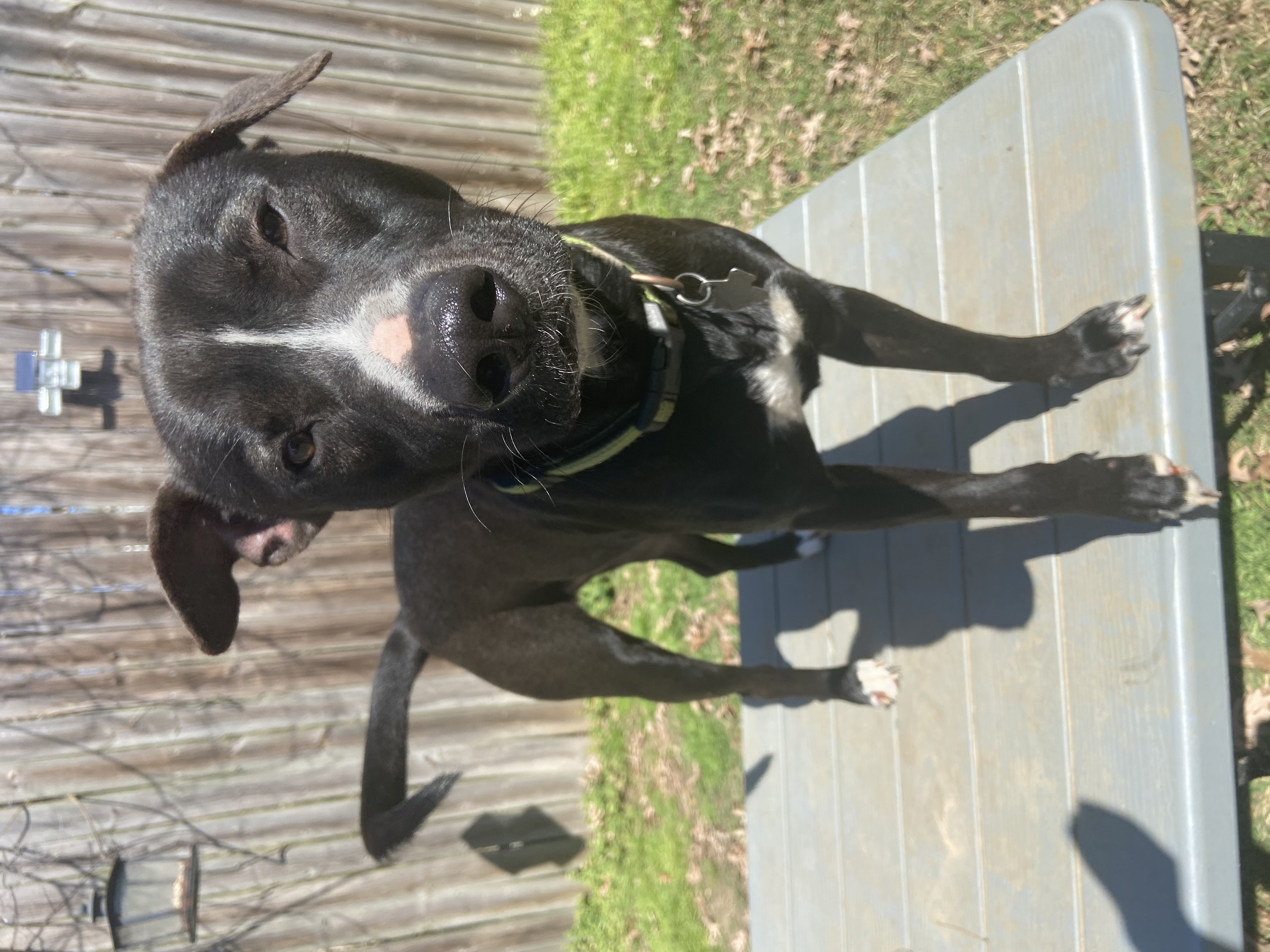 Enlarge Woodstock, a Adopted mixed breed in Jefferson, TX image 3/6