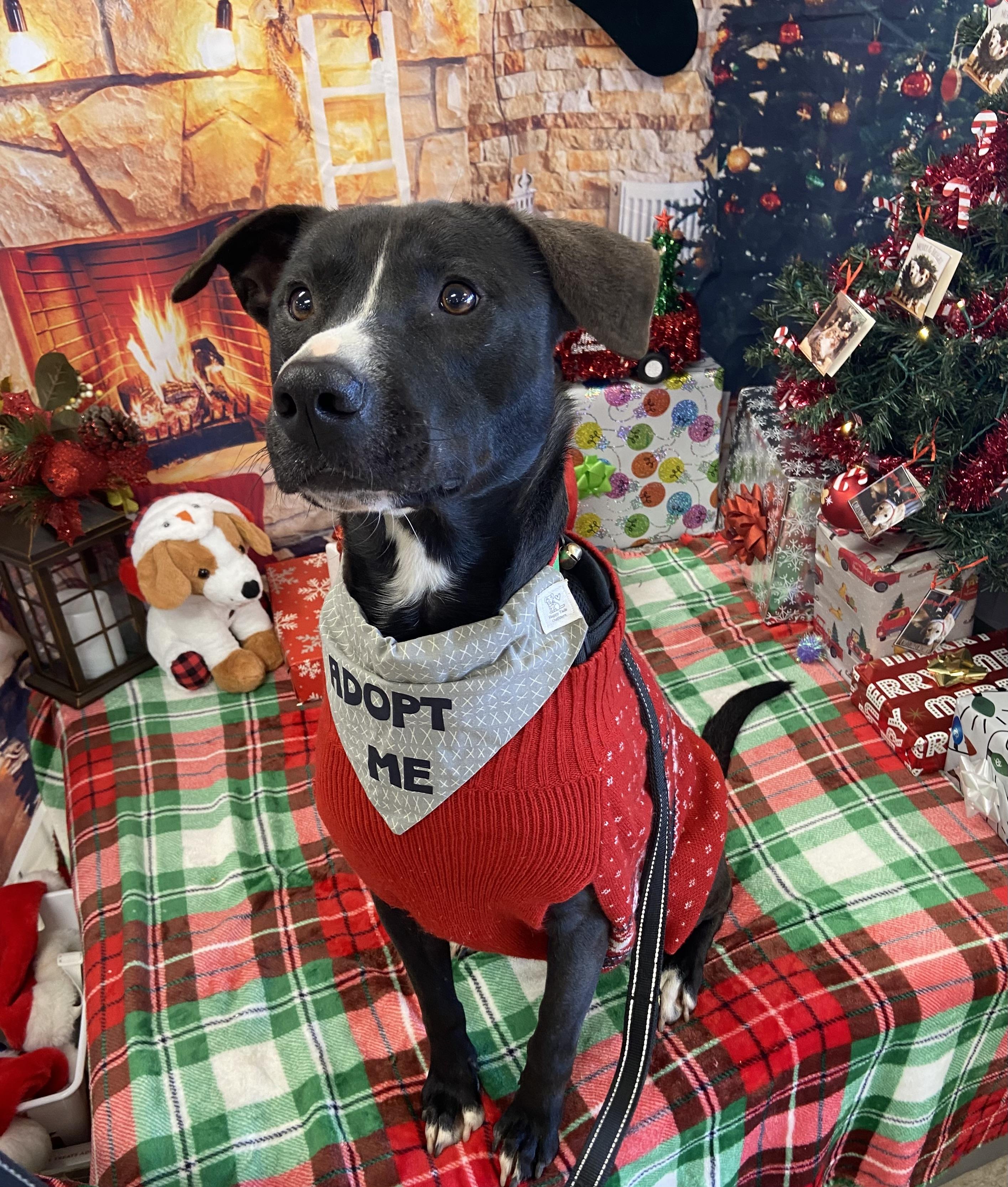 Enlarge Woodstock, a Adopted mixed breed in Jefferson, TX image 1/6