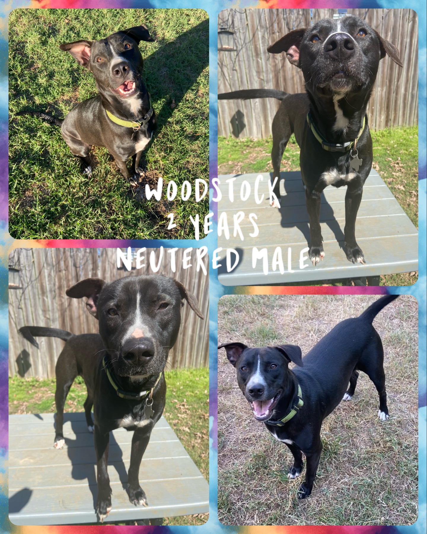 Enlarge Woodstock, a Adopted mixed breed in Jefferson, TX image 5/6