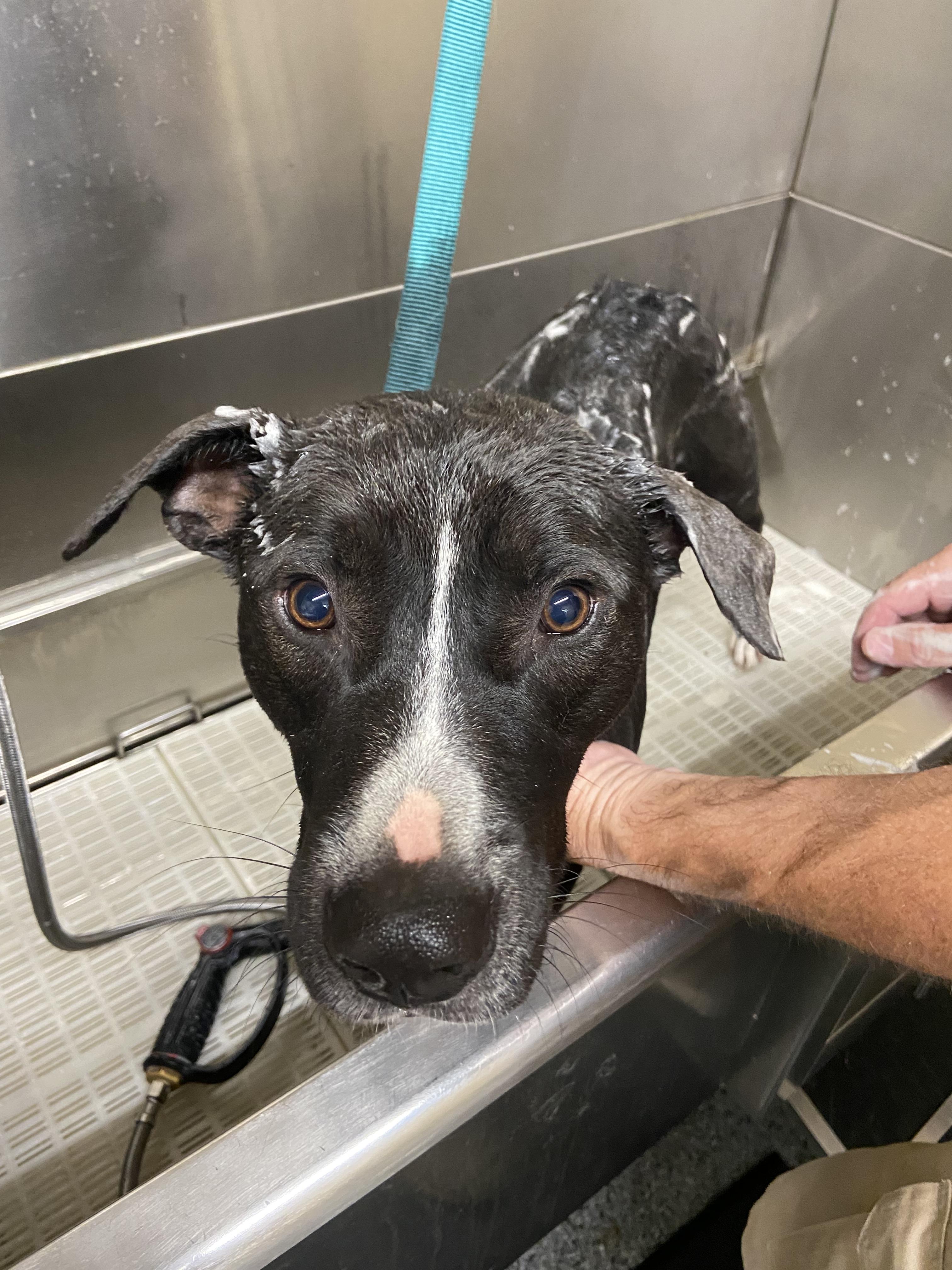 Enlarge Woodstock, a Adopted mixed breed in Jefferson, TX image 2/6