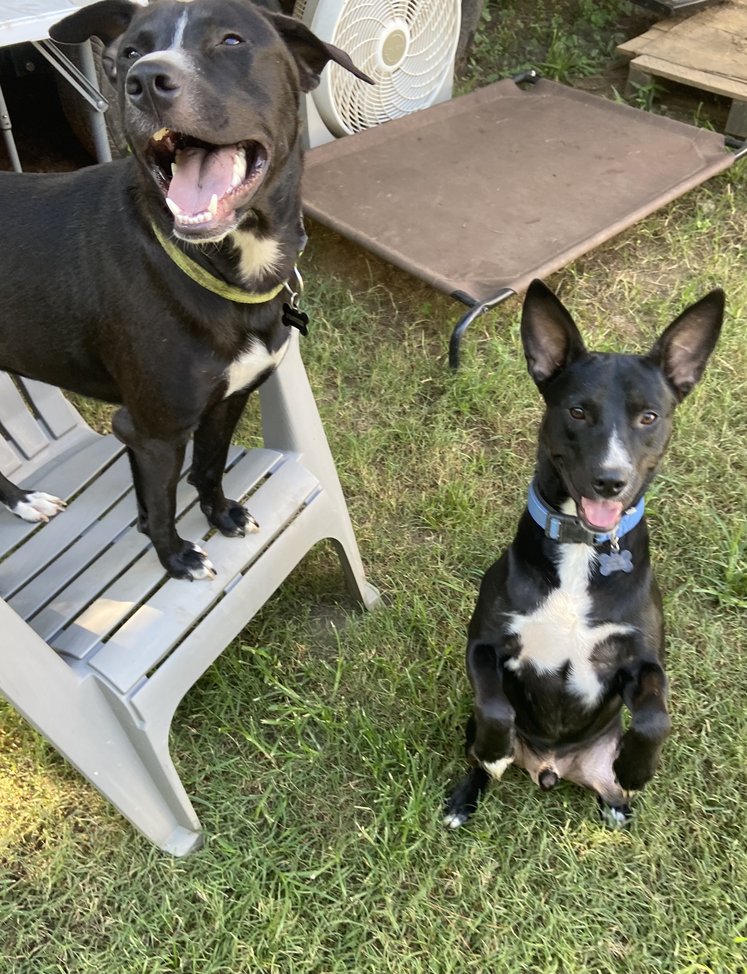 Enlarge Woodstock, a Adopted mixed breed in Jefferson, TX image 6/6