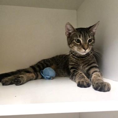 Smokey, an adopted Domestic Short Hair in Phoenixville, PA image 2/2