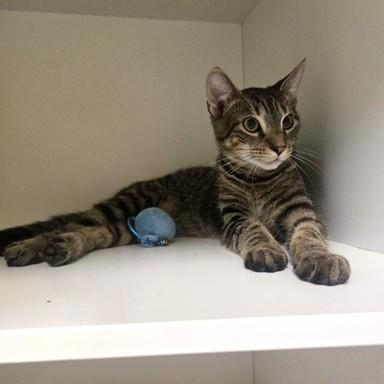 Smokey, adopted, Young Male Domestic Short Hair.