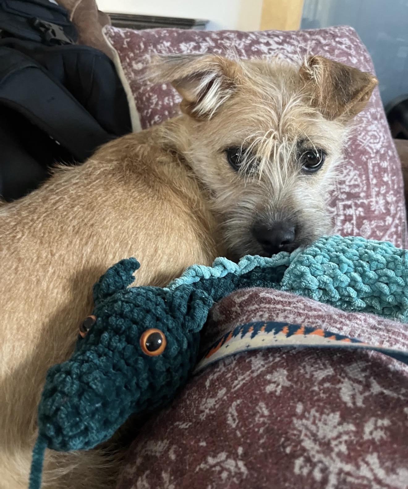 Enlarge Barbie/Zelda, a Adoptable mixed breed in Commerce City, CO image 3/6