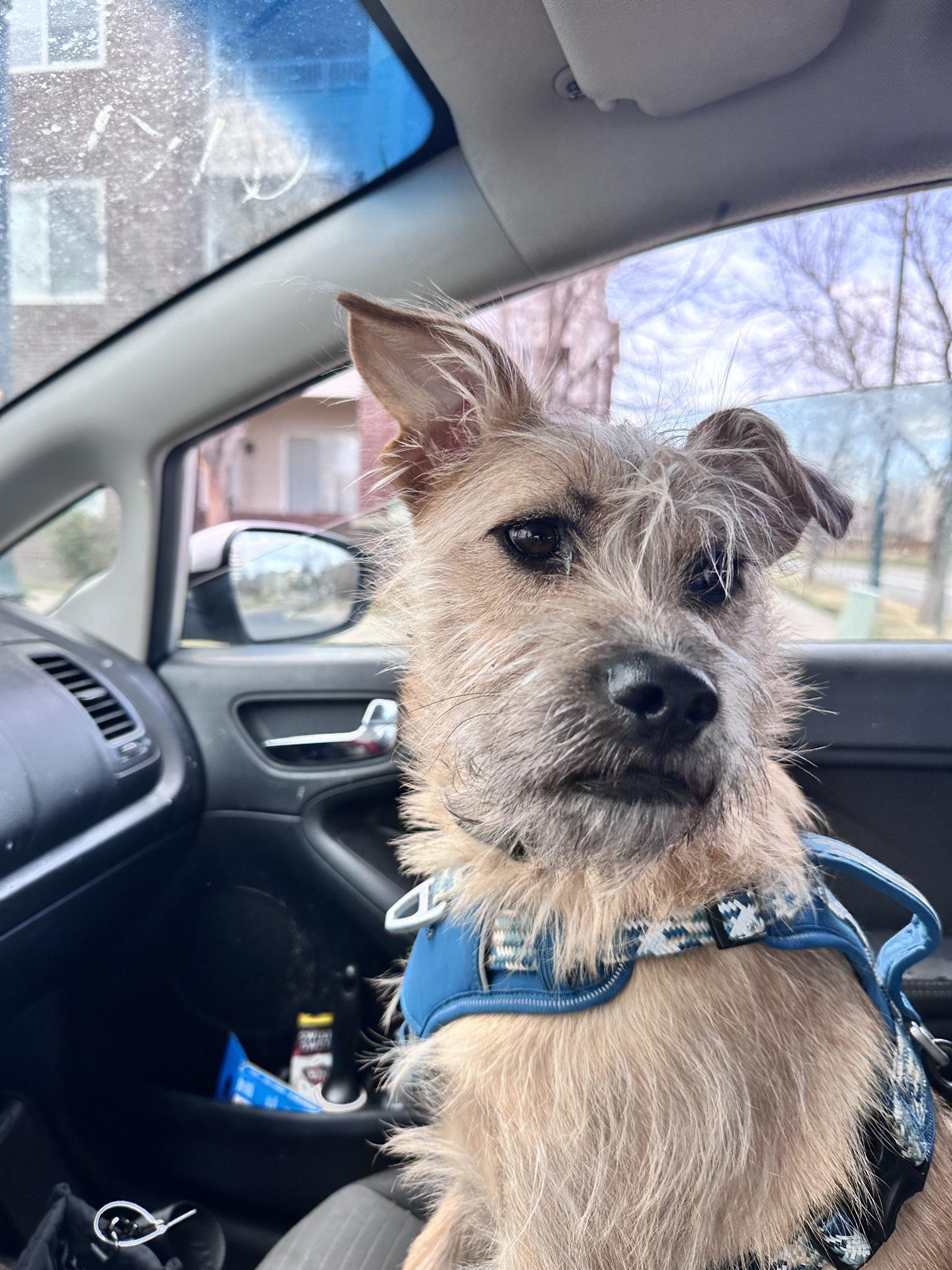 Enlarge Barbie/Zelda, a Adoptable mixed breed in Commerce City, CO image 2/6