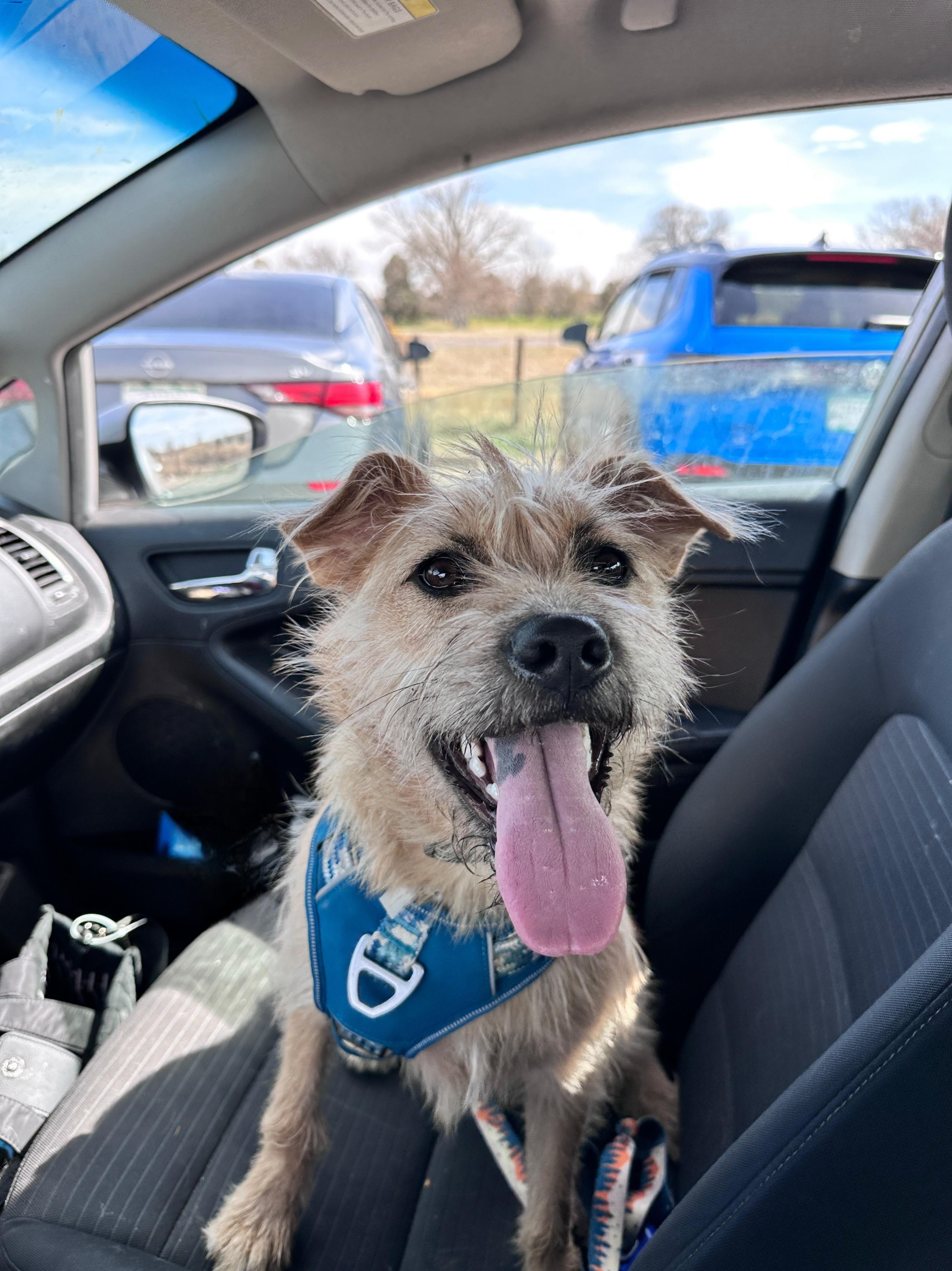 Barbie/Zelda, Adoptable, Young Female Border Terrier.