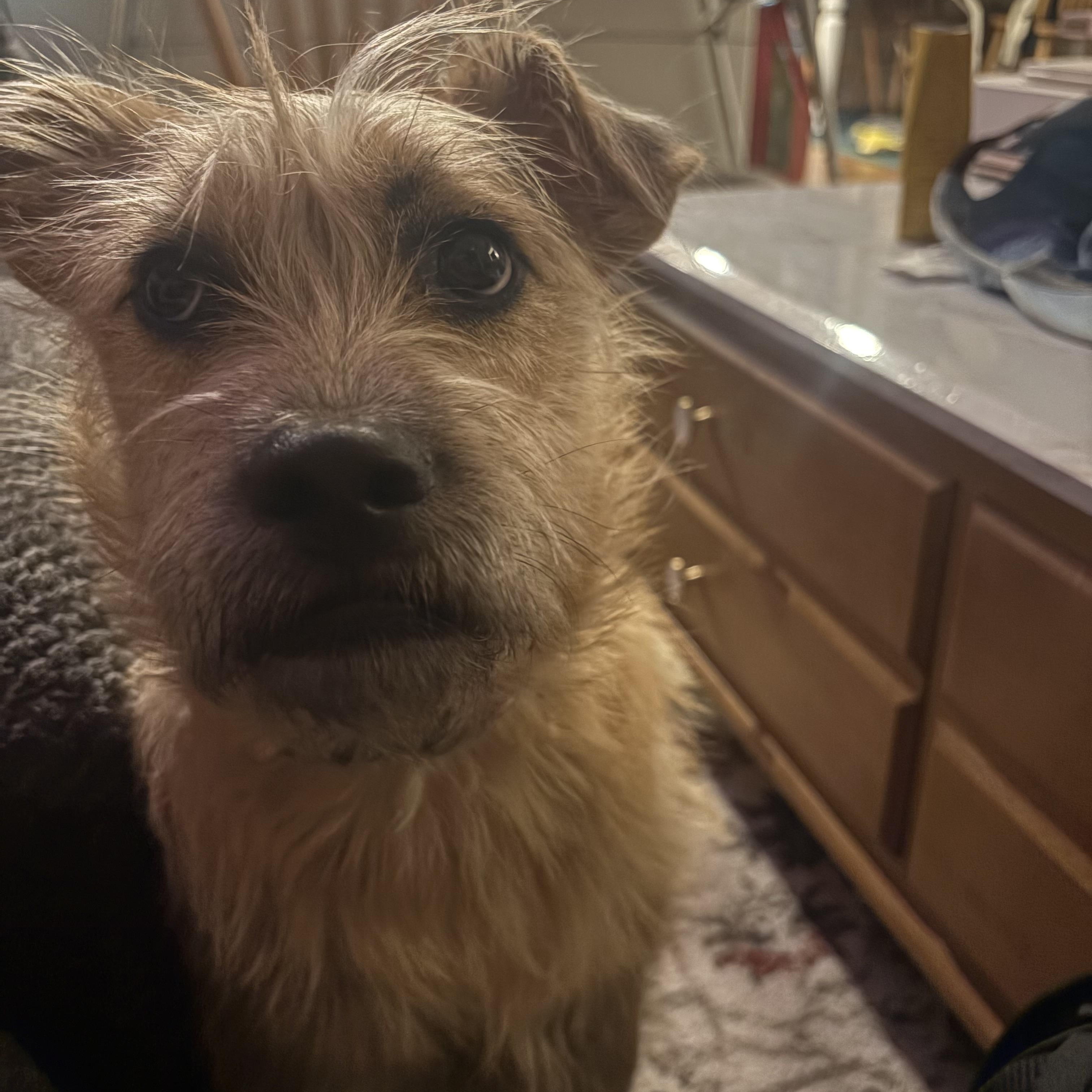 Enlarge Barbie/Zelda, a Adoptable mixed breed in Commerce City, CO image 4/6