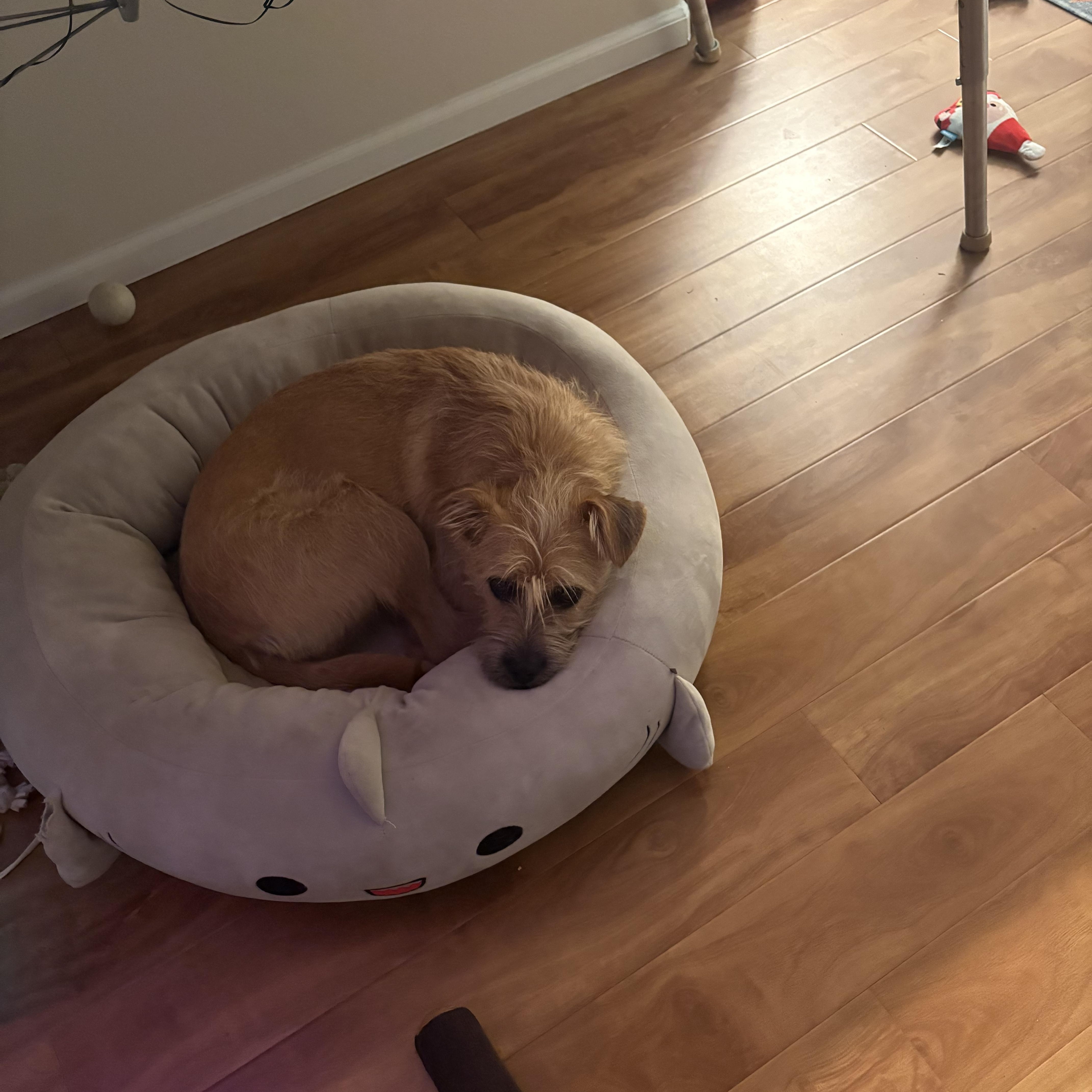 Enlarge Barbie/Zelda, a Adoptable mixed breed in Commerce City, CO image 5/6