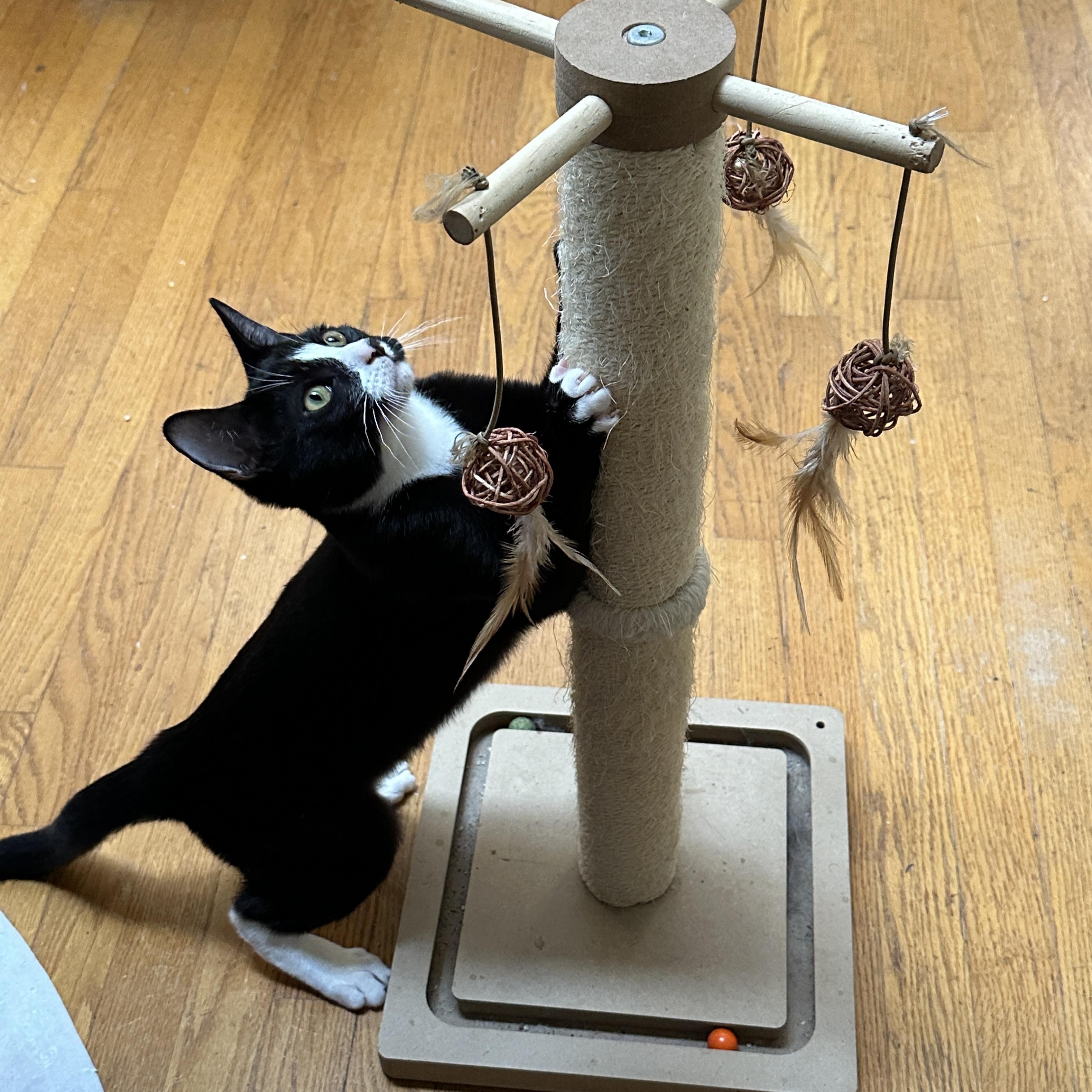 Enlarge Tippy, a Adoptable Domestic Short Hair in Baltimore, MD image 2/4