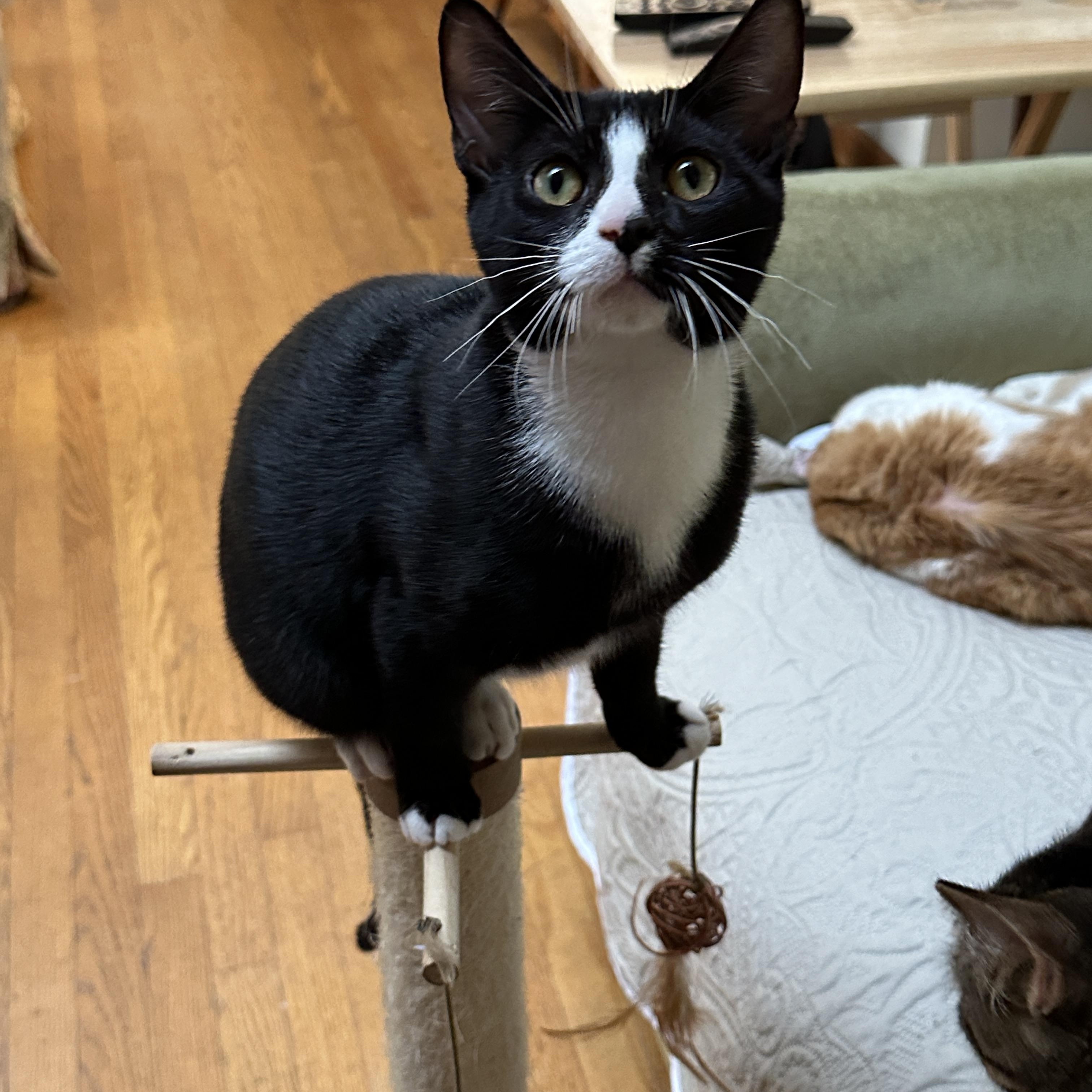 Tippy, Adoptable, Young Male Domestic Short Hair.