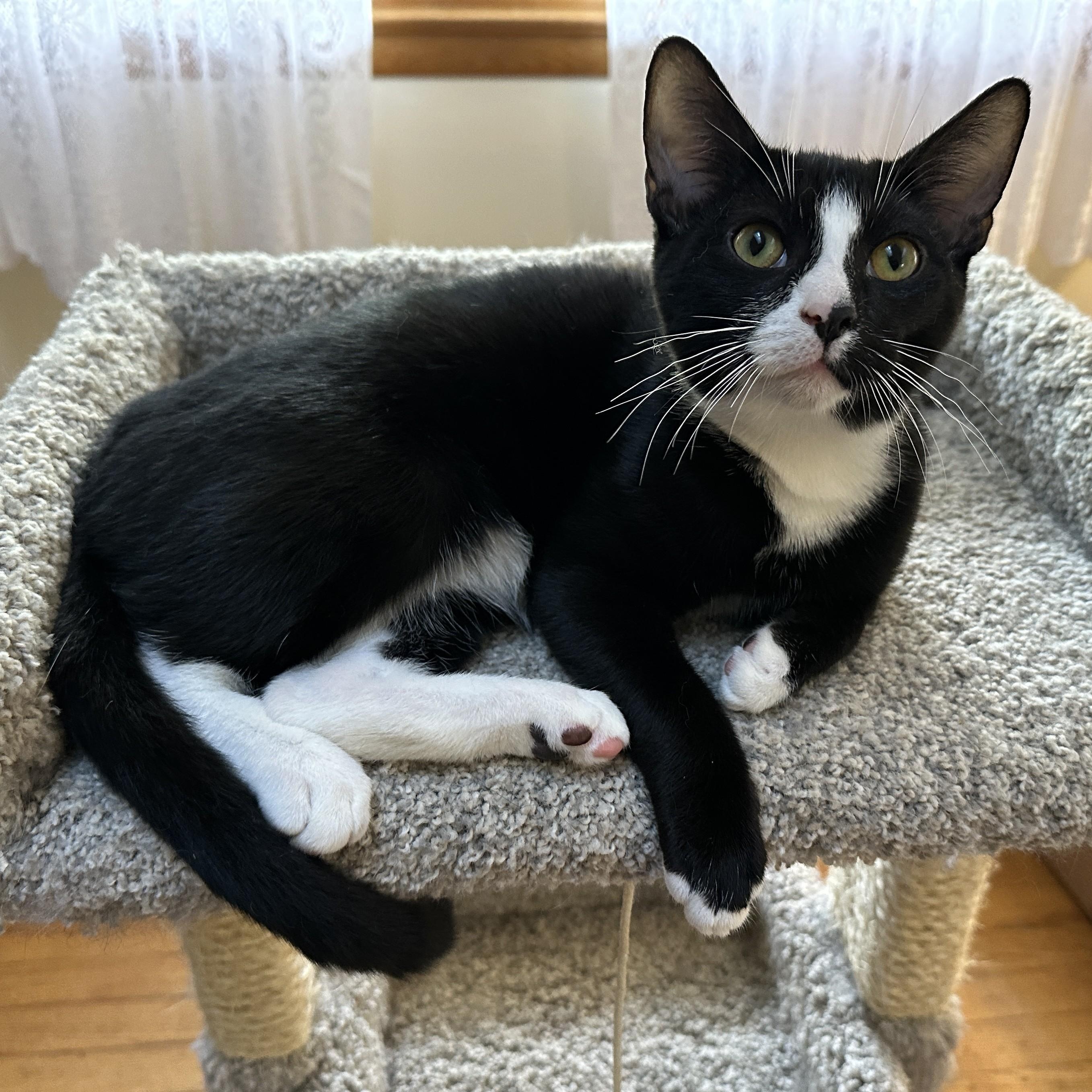 Enlarge Tippy, a Adoptable Domestic Short Hair in Baltimore, MD image 4/4