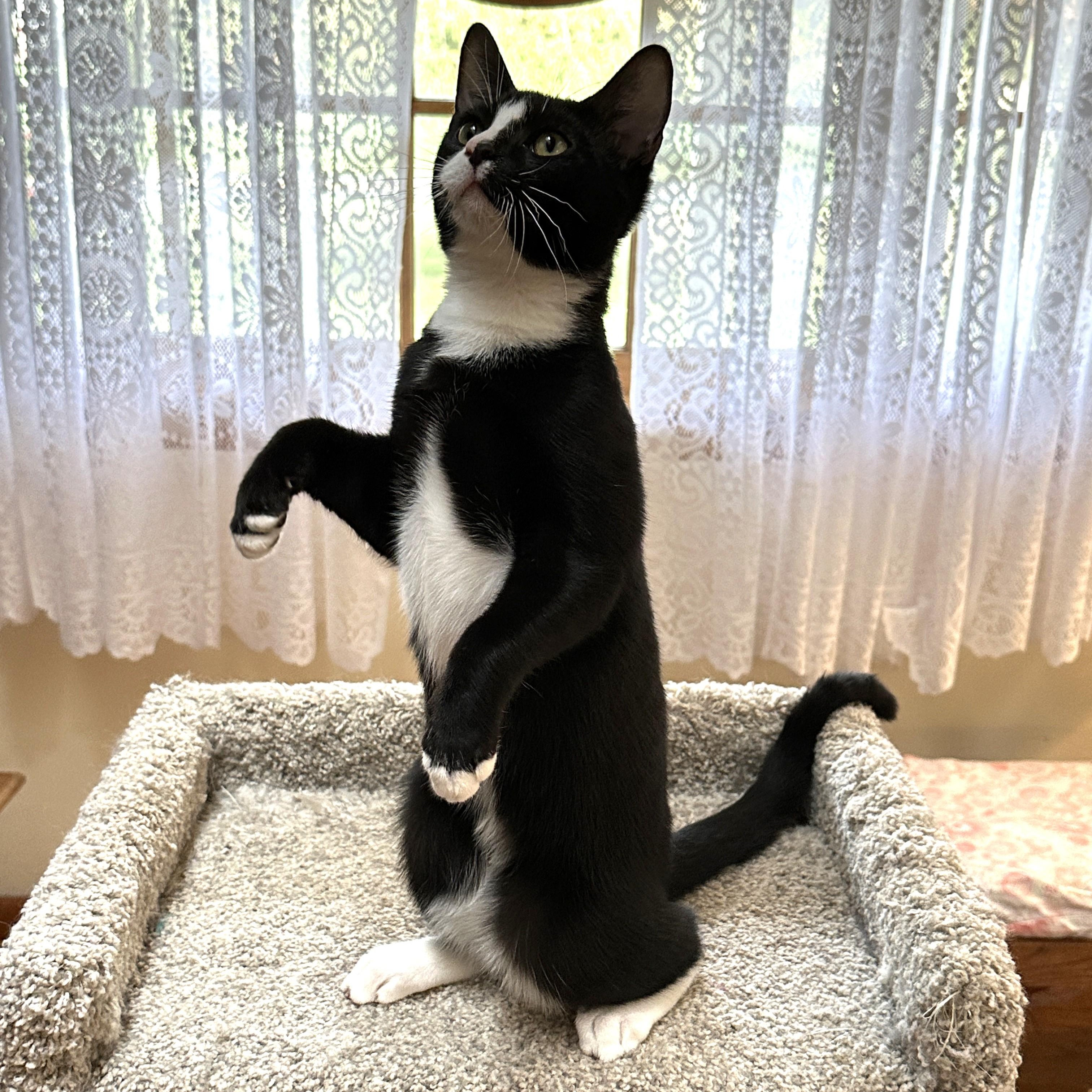 Enlarge Tippy, a Adoptable Domestic Short Hair in Baltimore, MD image 3/4