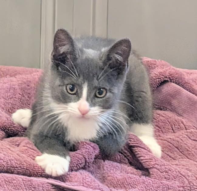 Enlarge Pinkie, an adoptable Domestic Short Hair in Grove City, OH image 1/1
