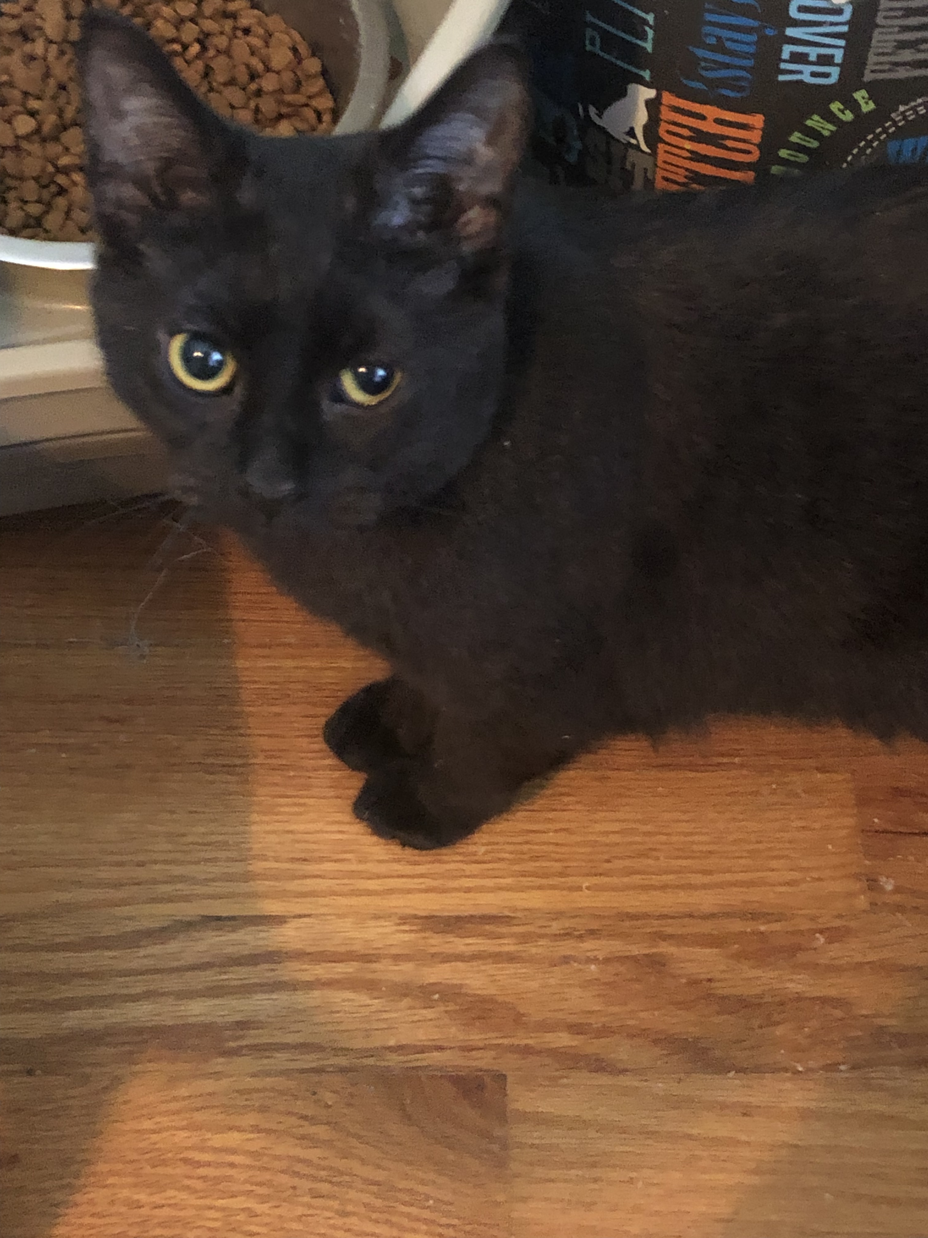 Seger, a Adoptable Domestic Short Hair in Shelby Township, MI image 1/4