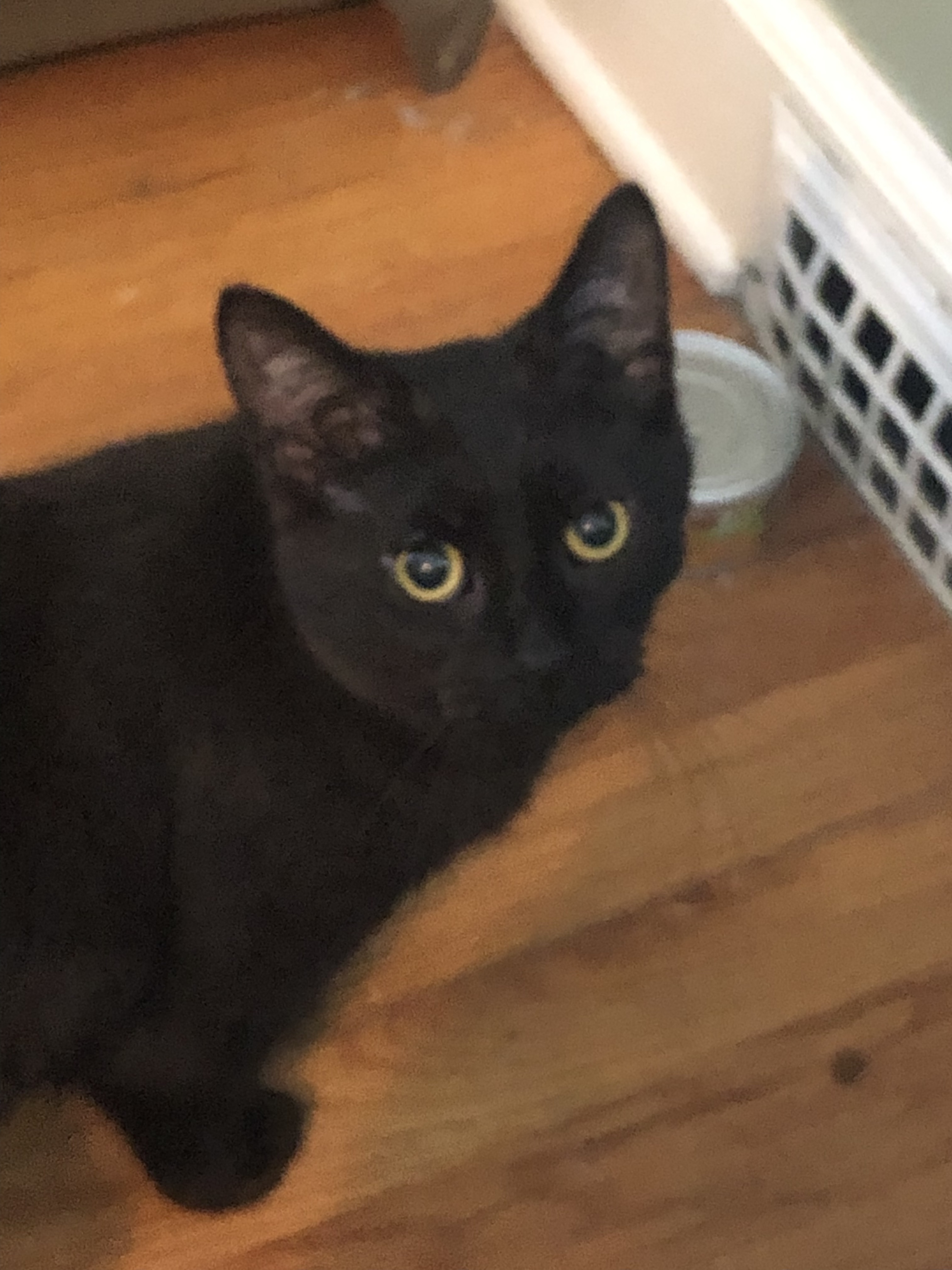 Seger, a Adoptable Domestic Short Hair in Shelby Township, MI image 2/4