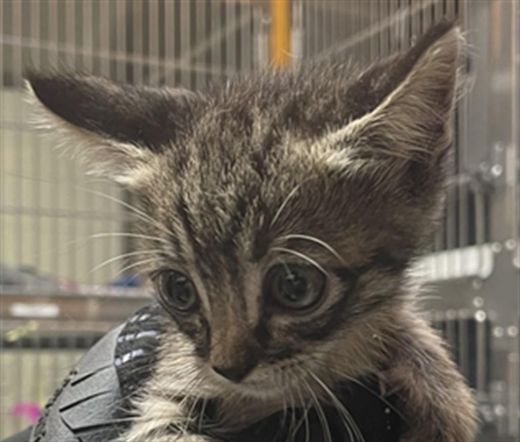 Lizzie A210943, Baby Female Domestic Short Hair