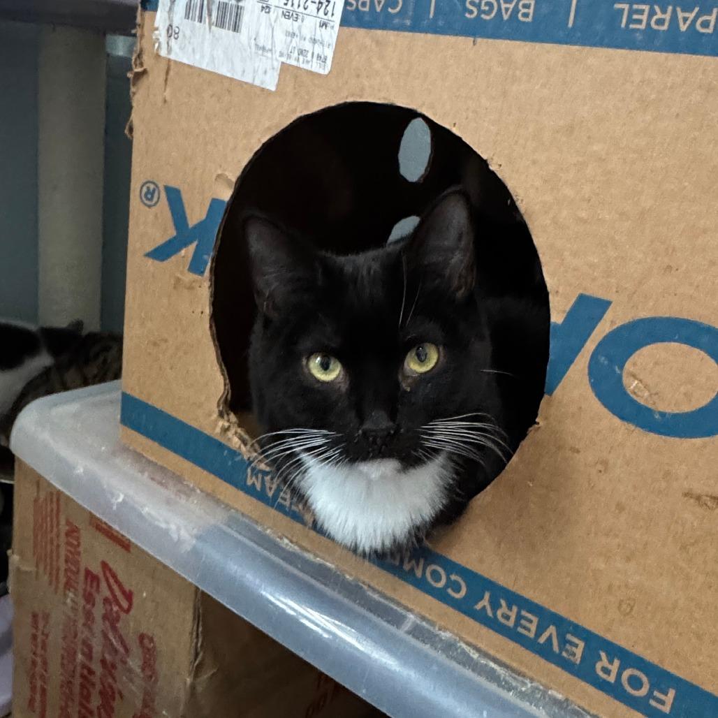 Enlarge Gretchen, a Adoptable Domestic Short Hair in Portage, MI image 4/6